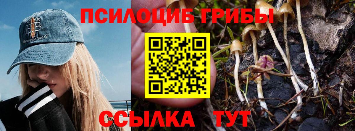 Галлюциногенные грибы Cubensis Красноармейск